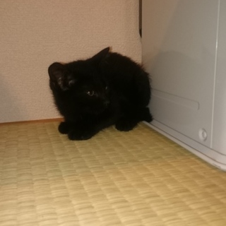 クロネコの里親募集中