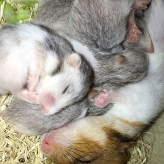 ゴルハム赤ちゃん女の子大変人気で残り1匹里親募集！