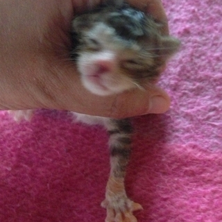 白地にキジトラ斑の元気な子猫！