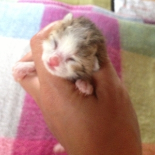 幸運をひっかける鍵しっぽ！