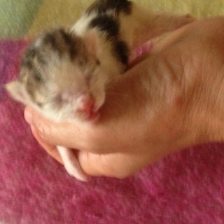 ひときわ小さいテンちゃんです！