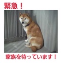 現地で里親様が決定!新しい家族の元へ。
