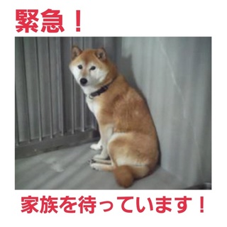 現地で里親様が決定!新しい家族の元へ。