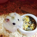 ジャンガリアンハムスター