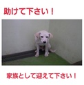 里親様に感謝致します！ありがとうございます！