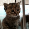 仔にゃんずの里親さん募集してますにゃ♬ サムネイル5