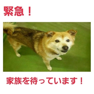 命の期限すぐです!新しい家族を待っています!