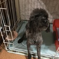 新しい家族が決まりました