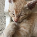 4月18日生まれの可愛い茶トラくん♡