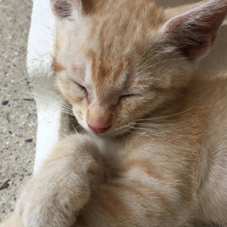 4月18日生まれの可愛い茶トラくん♡