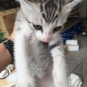 4月18日生まれの可愛いサバ白くん♡