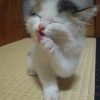 保護しました！