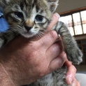 2匹の子猫ちゃん里親さん募集