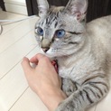 どうしても飼えなくなってしまいました