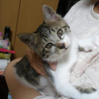 とても元気でひょうきんなトラ猫の男の子です！