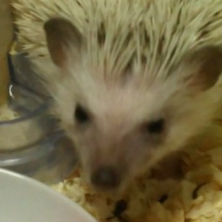 ハリネズミ（シナモン雄）里親募集☆