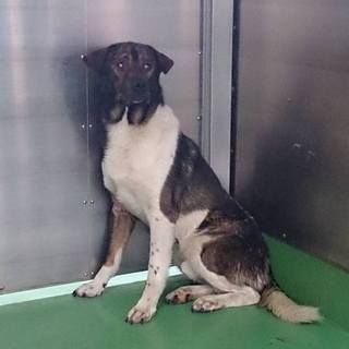 期限6.20月AM中！ビビリでBIGな男子！