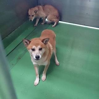 期限6.20月AM中！茶白オデコＭ男子※写真手前