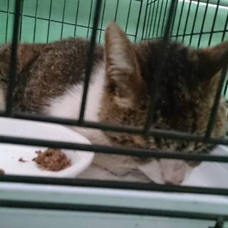 期限6.20月AM中！キジシロちゃんの家族大募集！