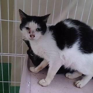 期限6.20月AM中！センター持込オカッパ黒白♀