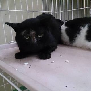 期限6.20月AM中！センター持込真っ黒クロスケ♂