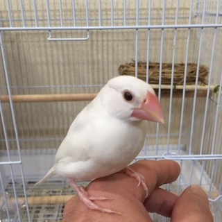 手乗り白文鳥の里親さん募集