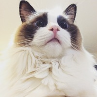 ルイ