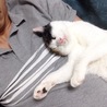 の写真