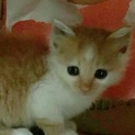 阿蘇の被災地で授かったモフモフ毛長の女の子♡