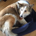 シェルティと柴のミックス 4歳