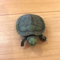 里親様決まりました