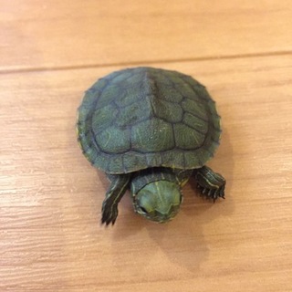 里親様決まりました