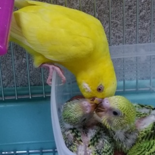 里親決定しました！ありがとうございます！