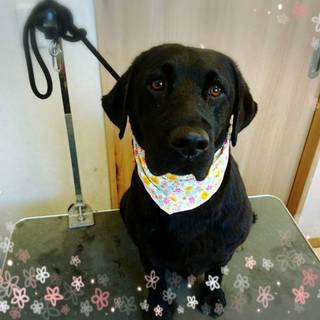 美人な黒ラブのリンちゃん☆５歳