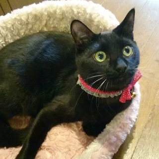 下痢ピー黒猫くろ豆ちゃん