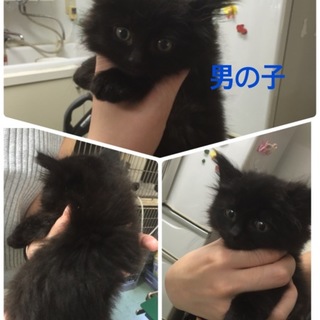 子猫ちゃん