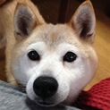 元気いっぱい！もふもふ柴のうめちゃんです。