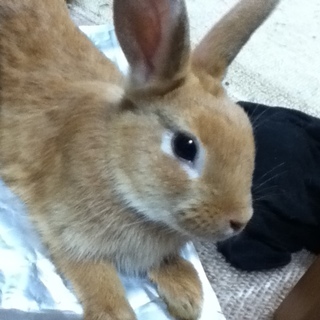 ちなみちゃん、新しいお家が決まりました