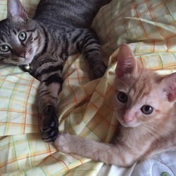 「ほのぼのとする。」サムネイル1