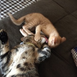 「ほのぼのとする。」サムネイル3