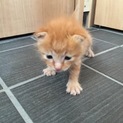 子猫  可愛がってくれる方