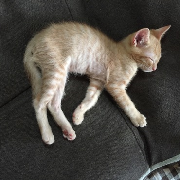 子猫の体型じゃないですよね〜^^;これでも体重は1㎏超えました！どこに付いてるの？