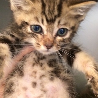 キジトラちゃん