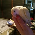 コザクラインコ1歳♀