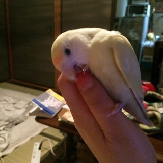 コザクラインコ1歳♀