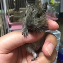 デグーの赤ちゃん