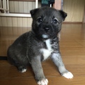 家族ができました！
