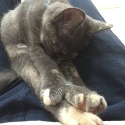 手足ピーンで寝てます。