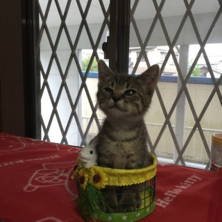 可愛い子猫ちゃんの里親さんになってください。