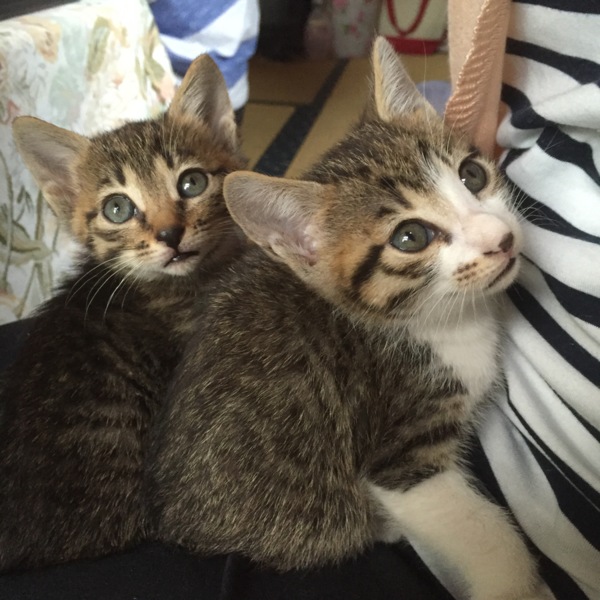 サバトラ柄 子猫里親募集！」福島県 - 猫の里親募集(112590) :: ペット 